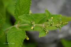 Nepeta govaniana